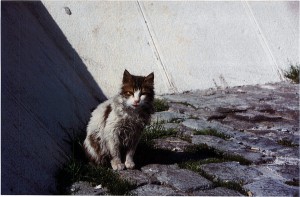 Diese Katze fristet ihre Tage als Streuner am Mittelmeer